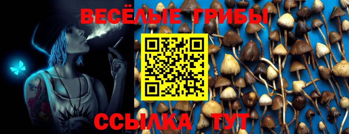 Псилоцибиновые грибы Psilocybine cubensis  Сургут 